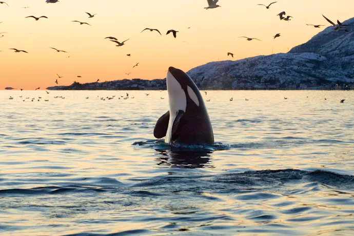 Meet the Orcas in California | Defenders of Wildlife