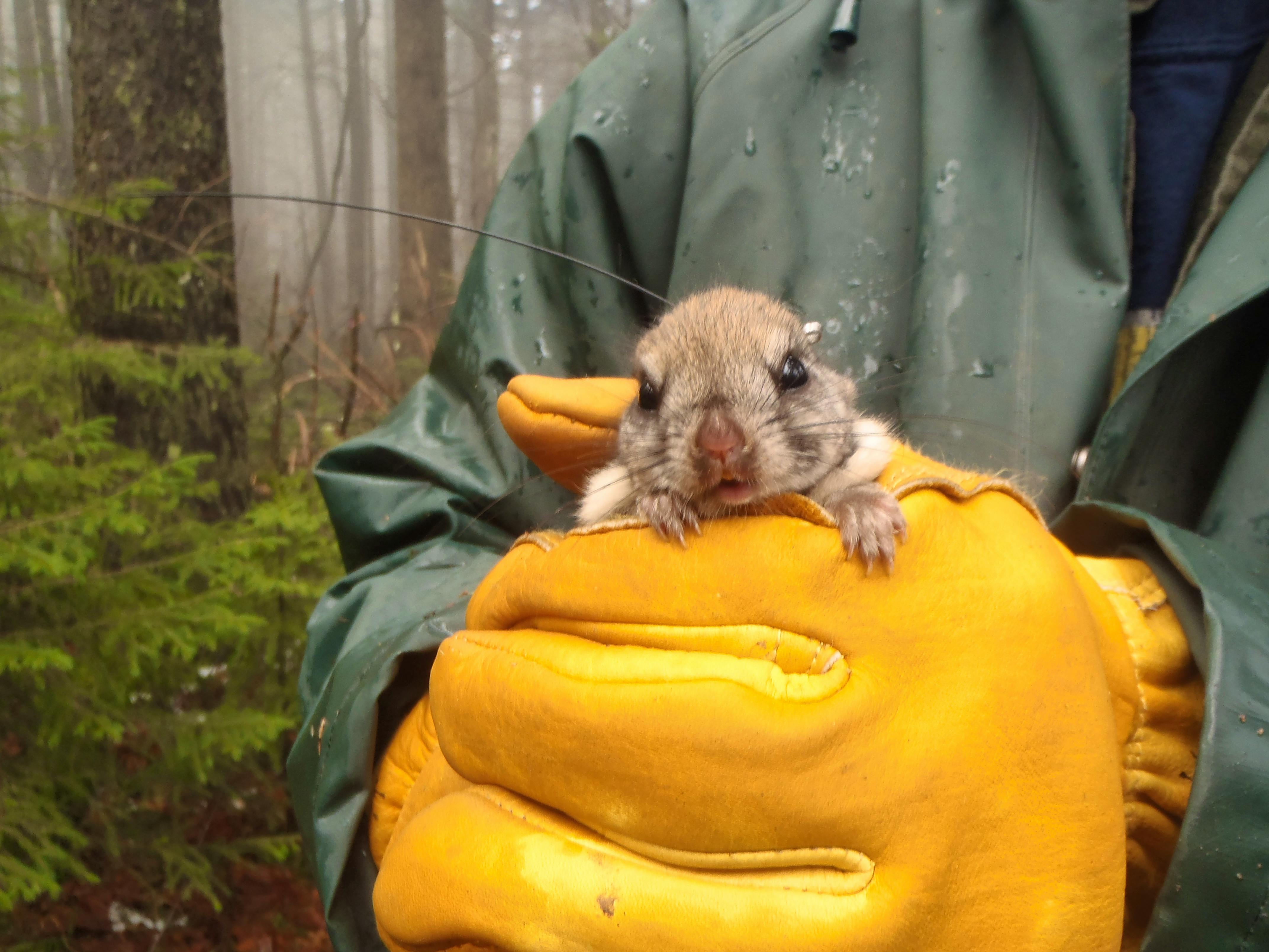 Radio-collared female Carolina Northern Flying Squirrel