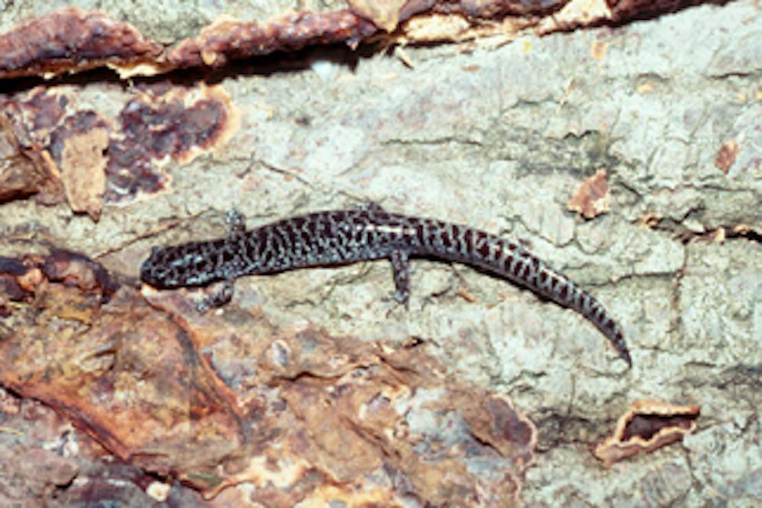 Reticulated flatwoods salamander