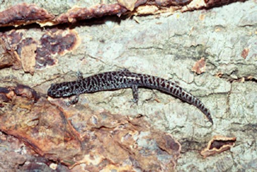 Reticulated flatwoods salamander 