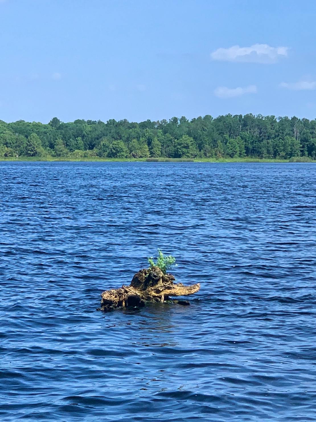 A submerged tree