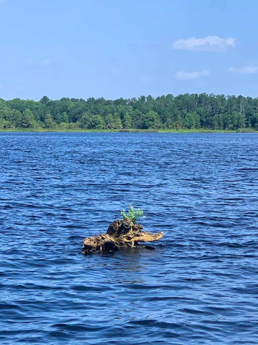 A submerged tree