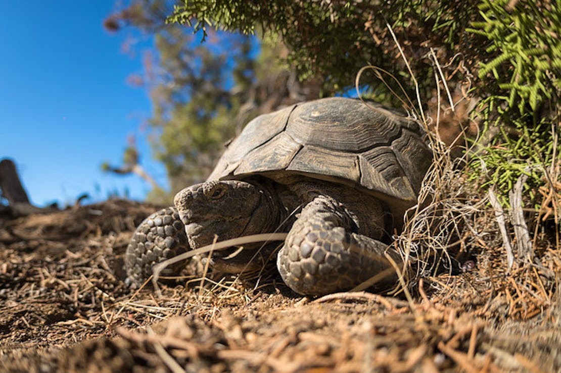 Desert Tortoise Joshua Tree NP