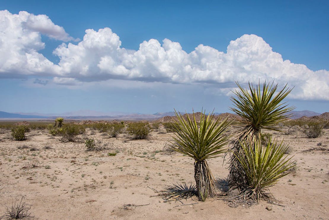 Clouds with Mojave yucca in Pinto Basin