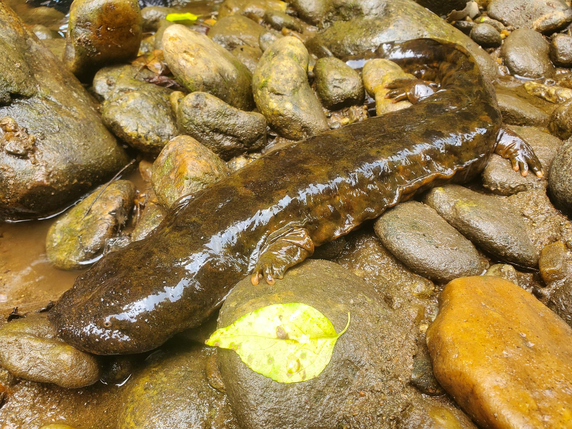 Hellbender