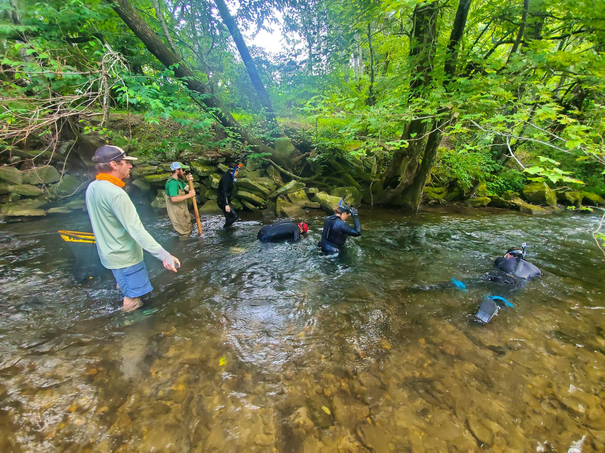 Looking for hellbenders