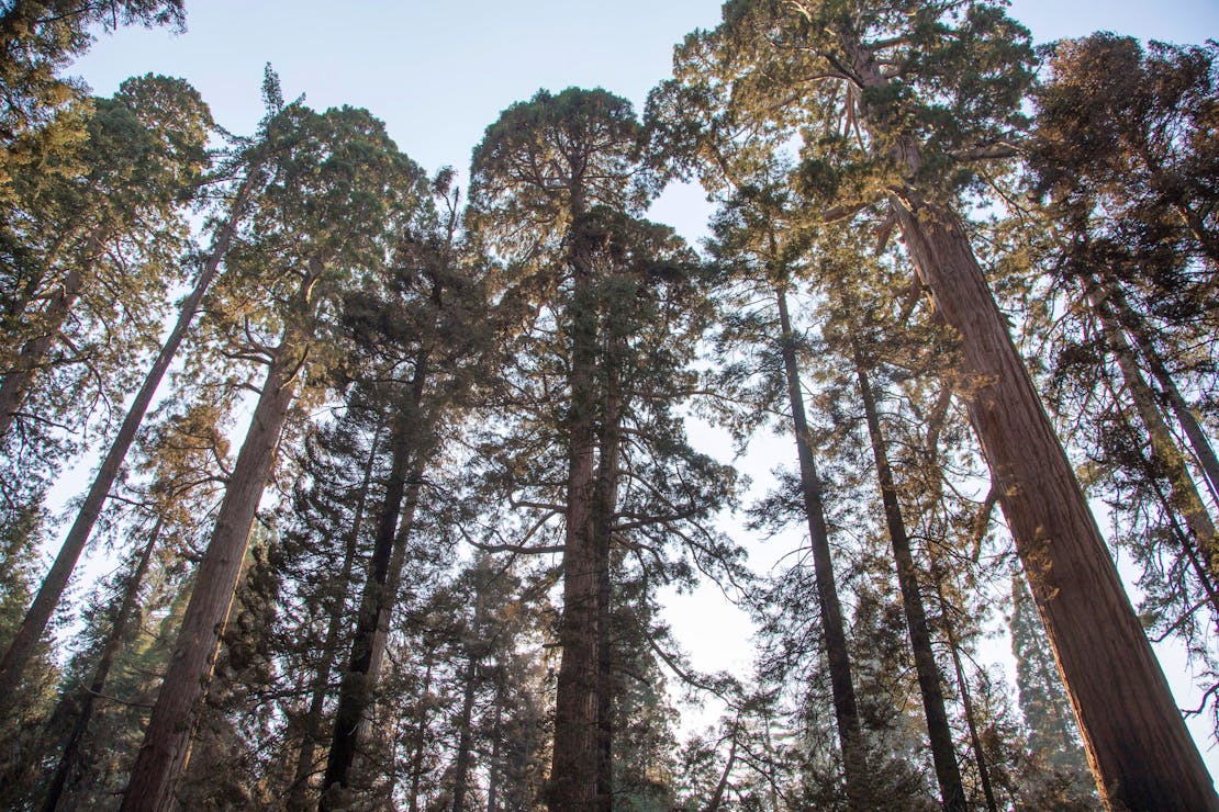 Sequoia Trees in the Sierra National Forest 