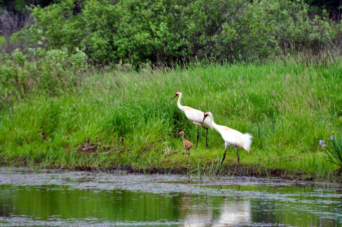 Whooping crane family