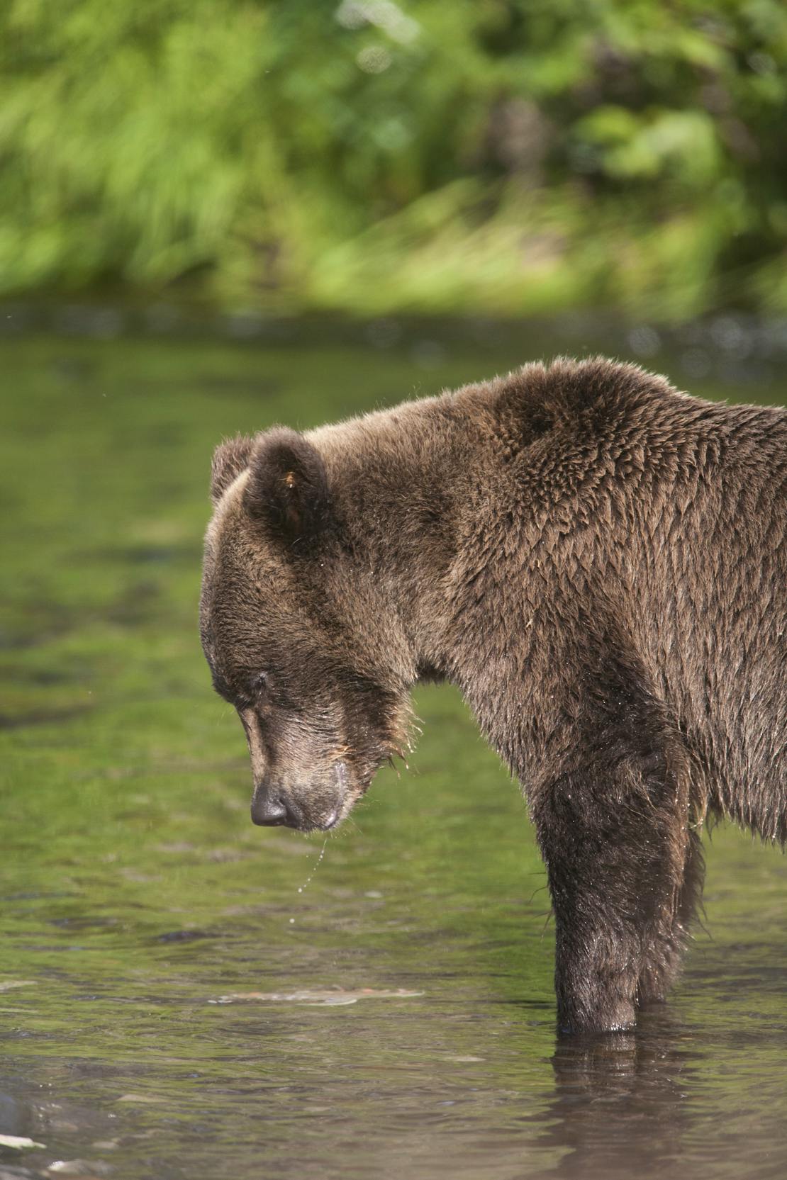 Grizzly Bear feeds in the Russian River, Kenai Peninsula, Chugach National Forest, Alaska