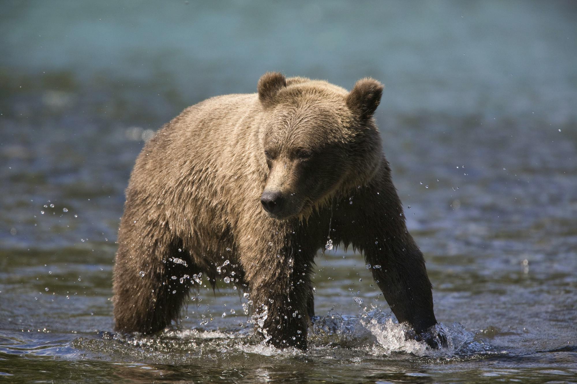 Grizzly Bears at the confluence of the Russian River and Kenai River, Kenai Peninsula, Chugach National Forest, Alaska 