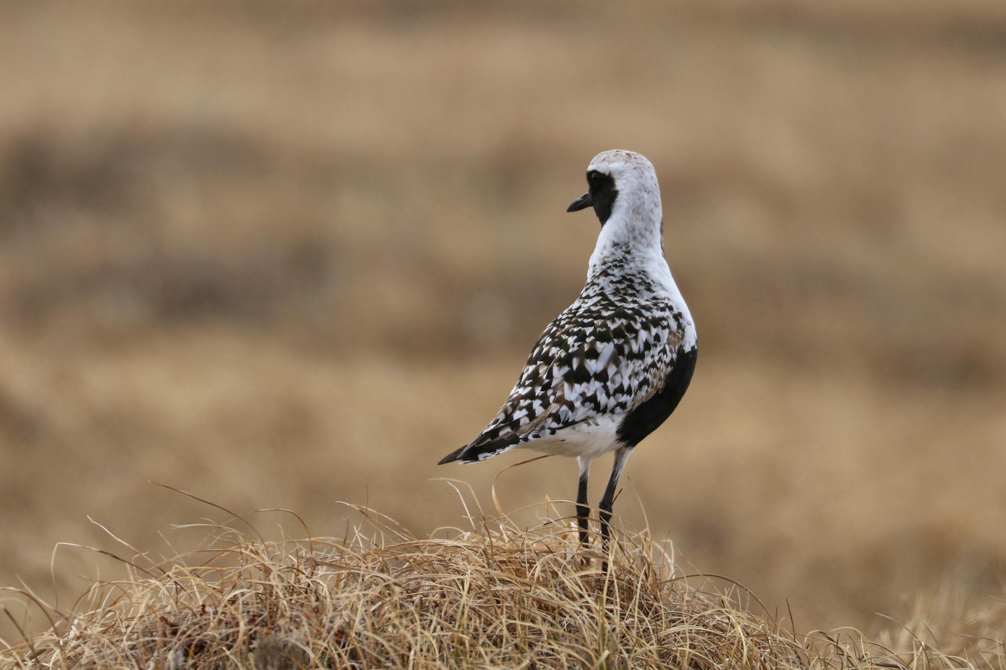 Black-bellied plover in the Arctic National Wildlife Refuge