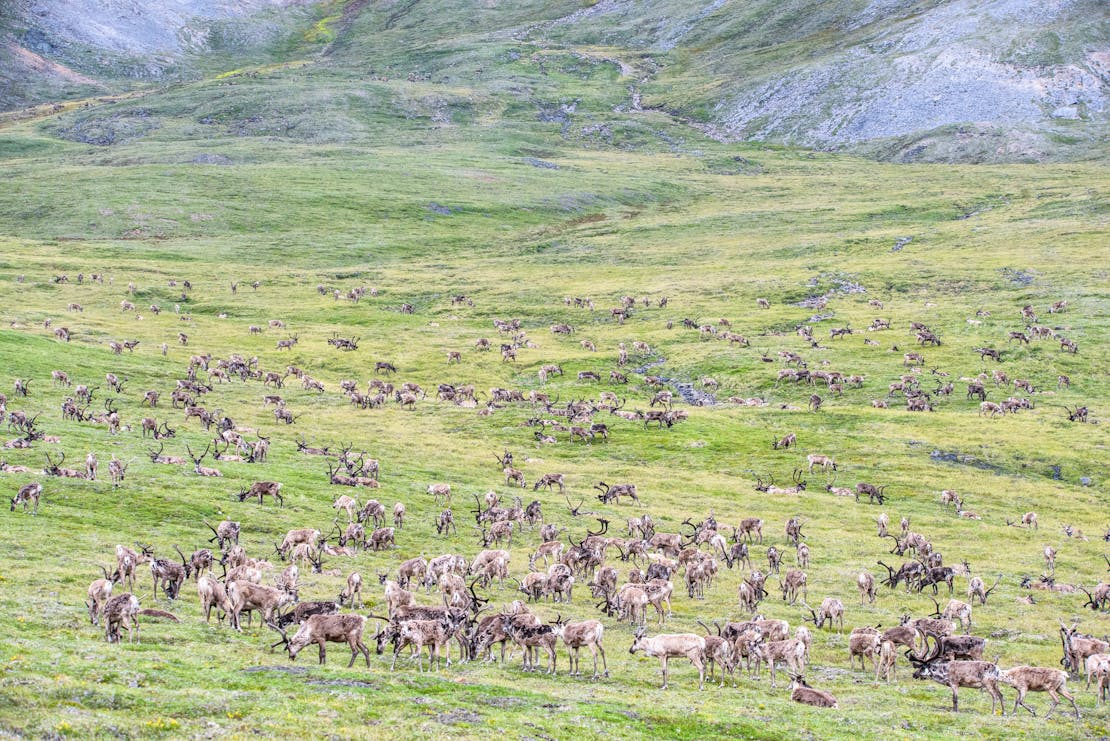 Caribou Arctic National Wildlife Refuge 