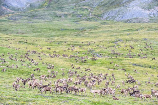 Caribou Arctic National Wildlife Refuge 