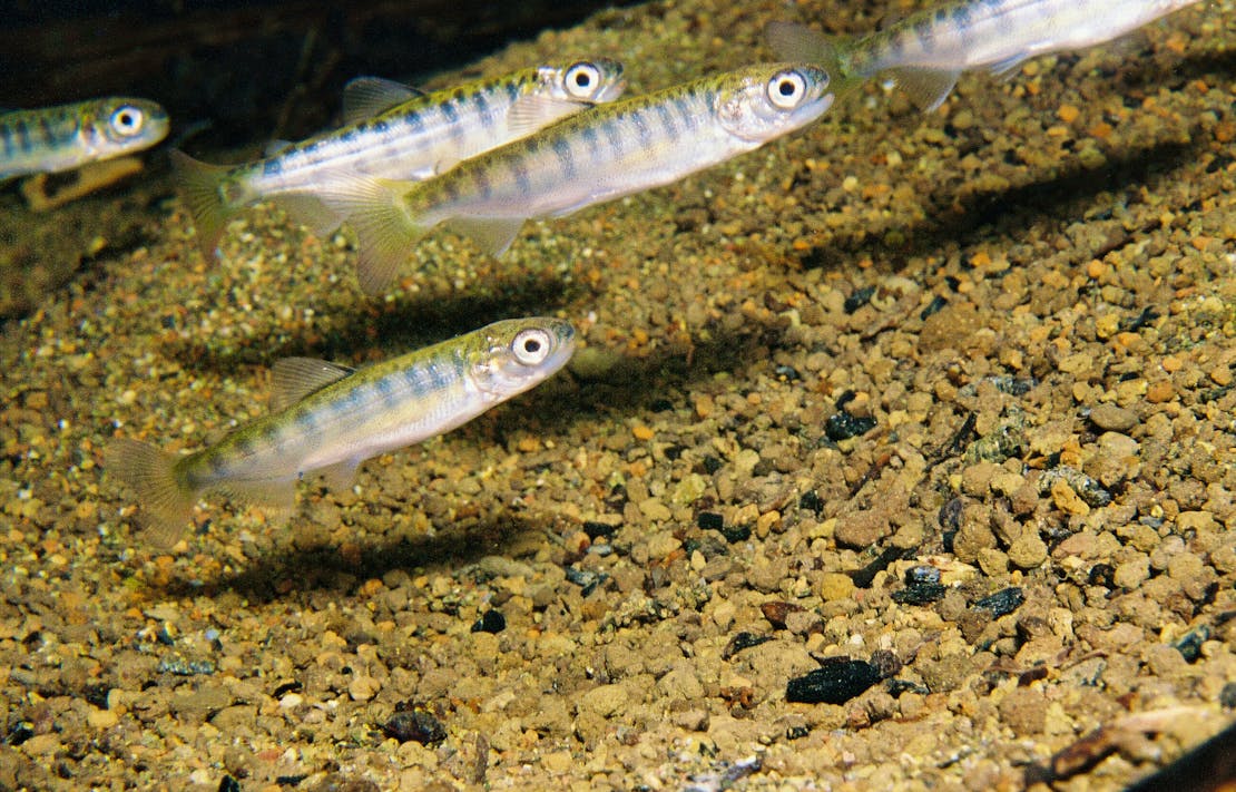 Juvenile chinook salmon 