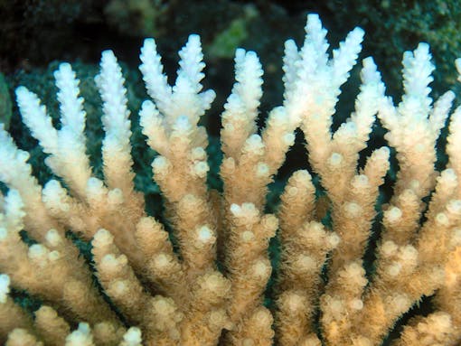 Bleached Coral 