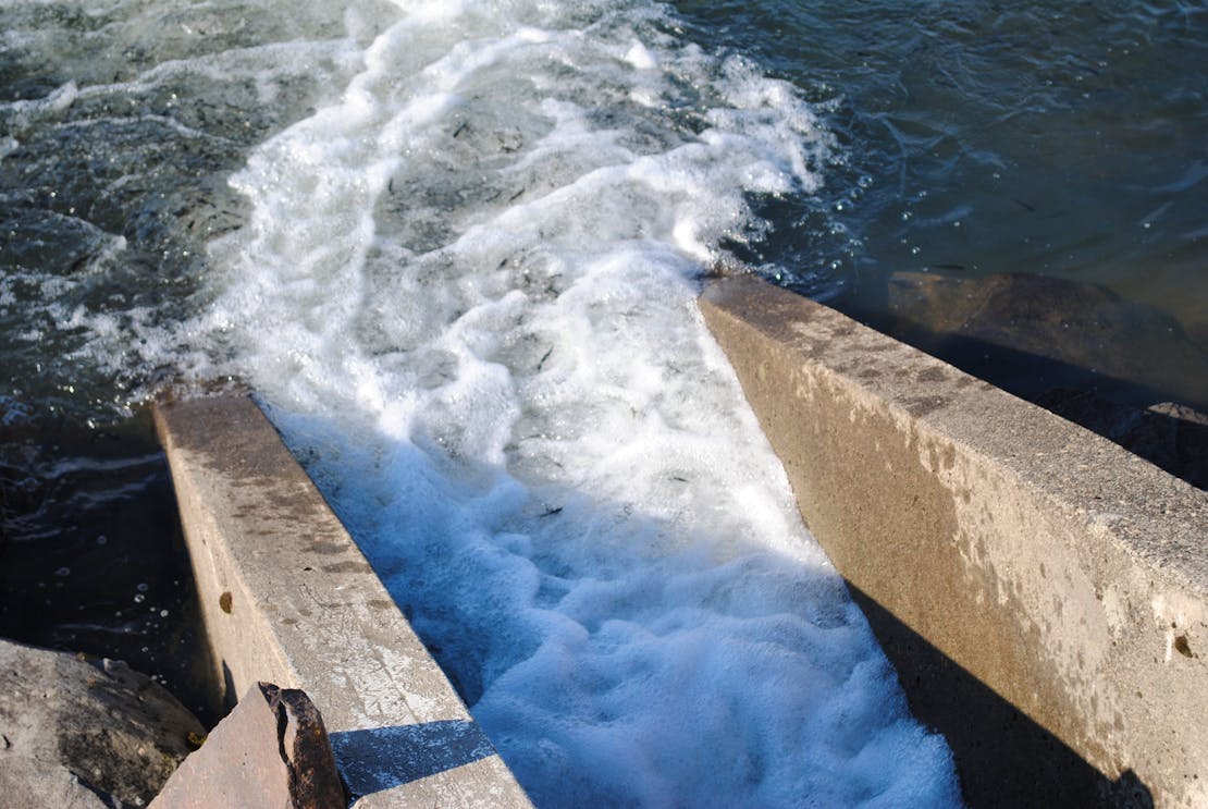 Salmon smolts entering the Columbia River 