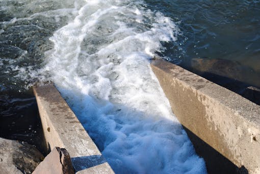 Salmon smolts entering the Columbia River 