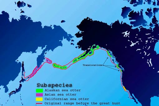 Sea otter range map