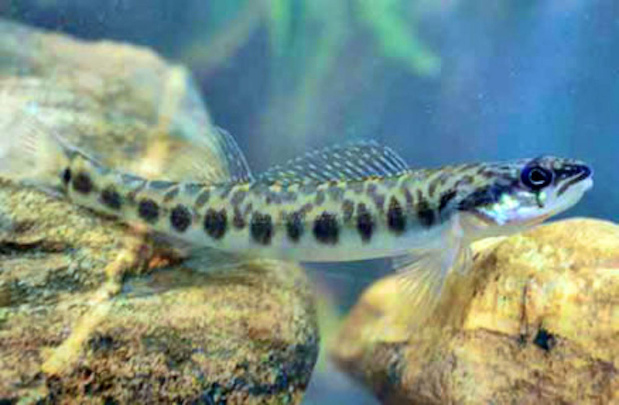 Leopard darter