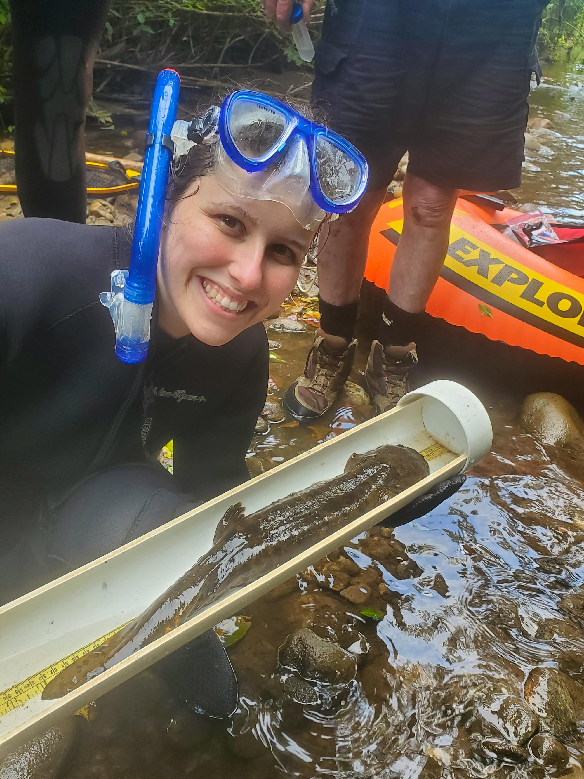 Measuring a hellbender