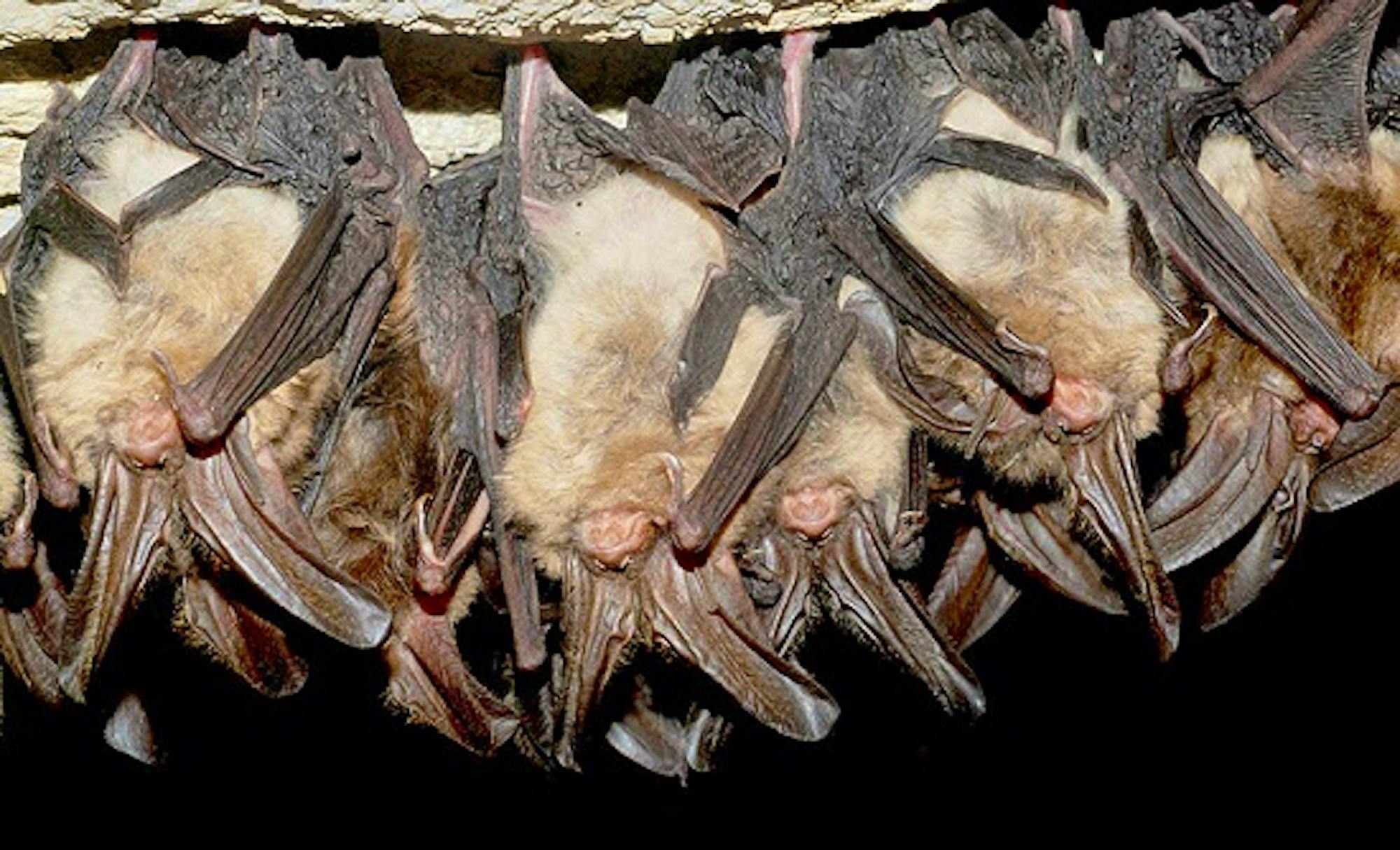 Virginia Big-Eared Bats