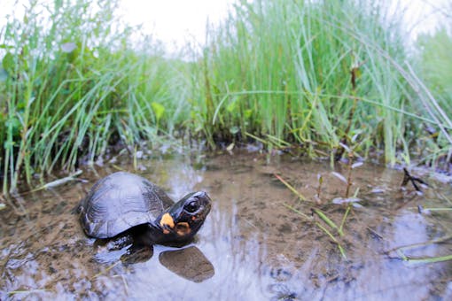 Bog turtle