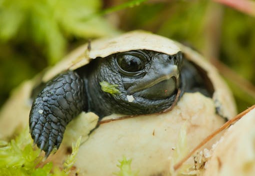 Bog turtle hatching