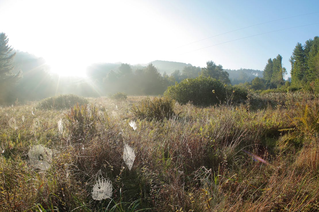 Mountain bog