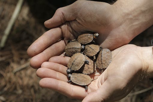 Bog turtle hatchlings