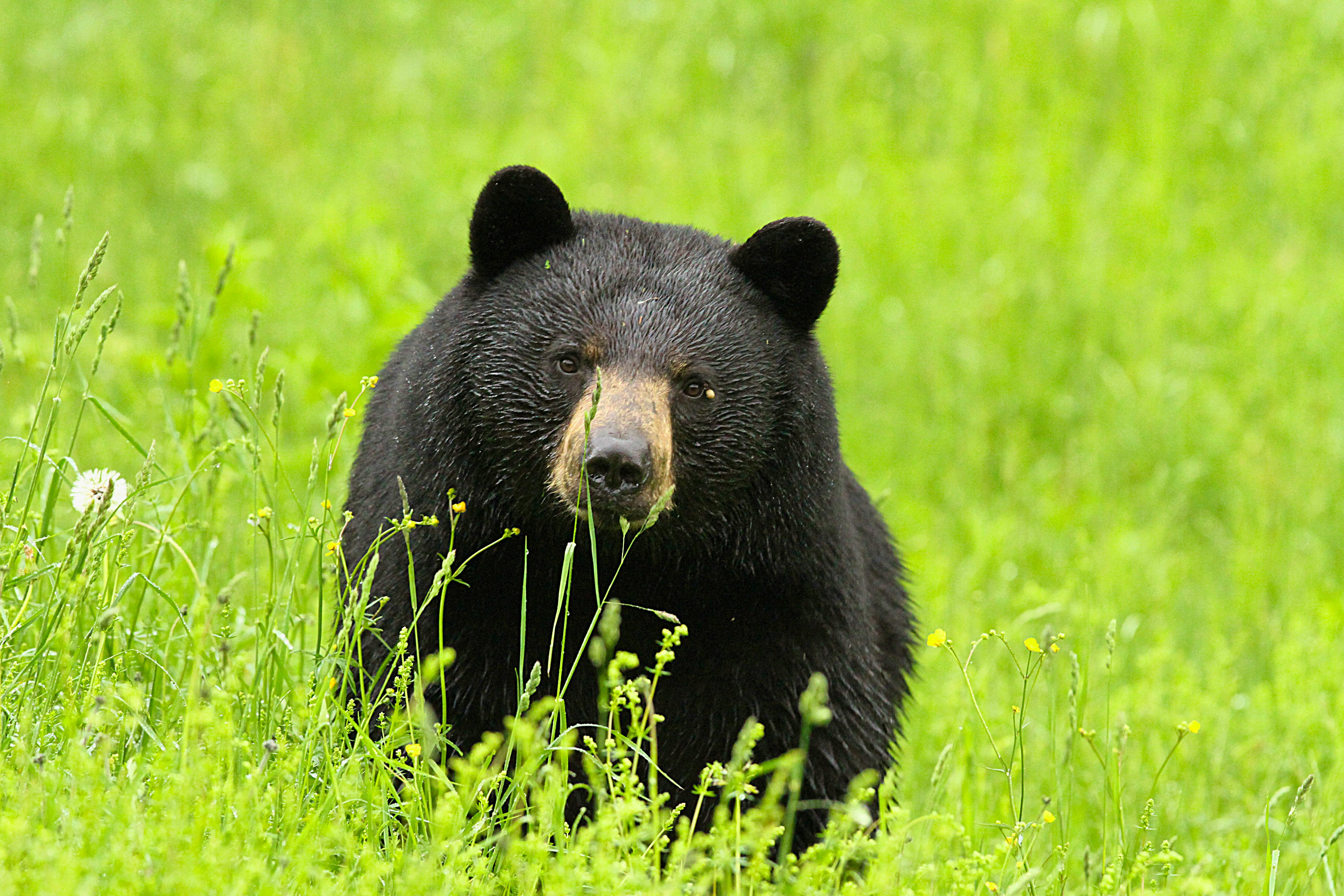 What fashion to do if you encounter a bear with your dog