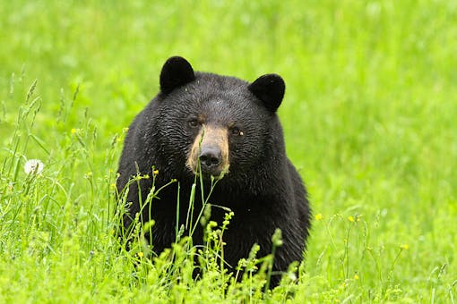 Black Bear in New Hampshire