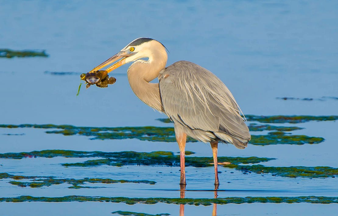 Great blue heron with fish