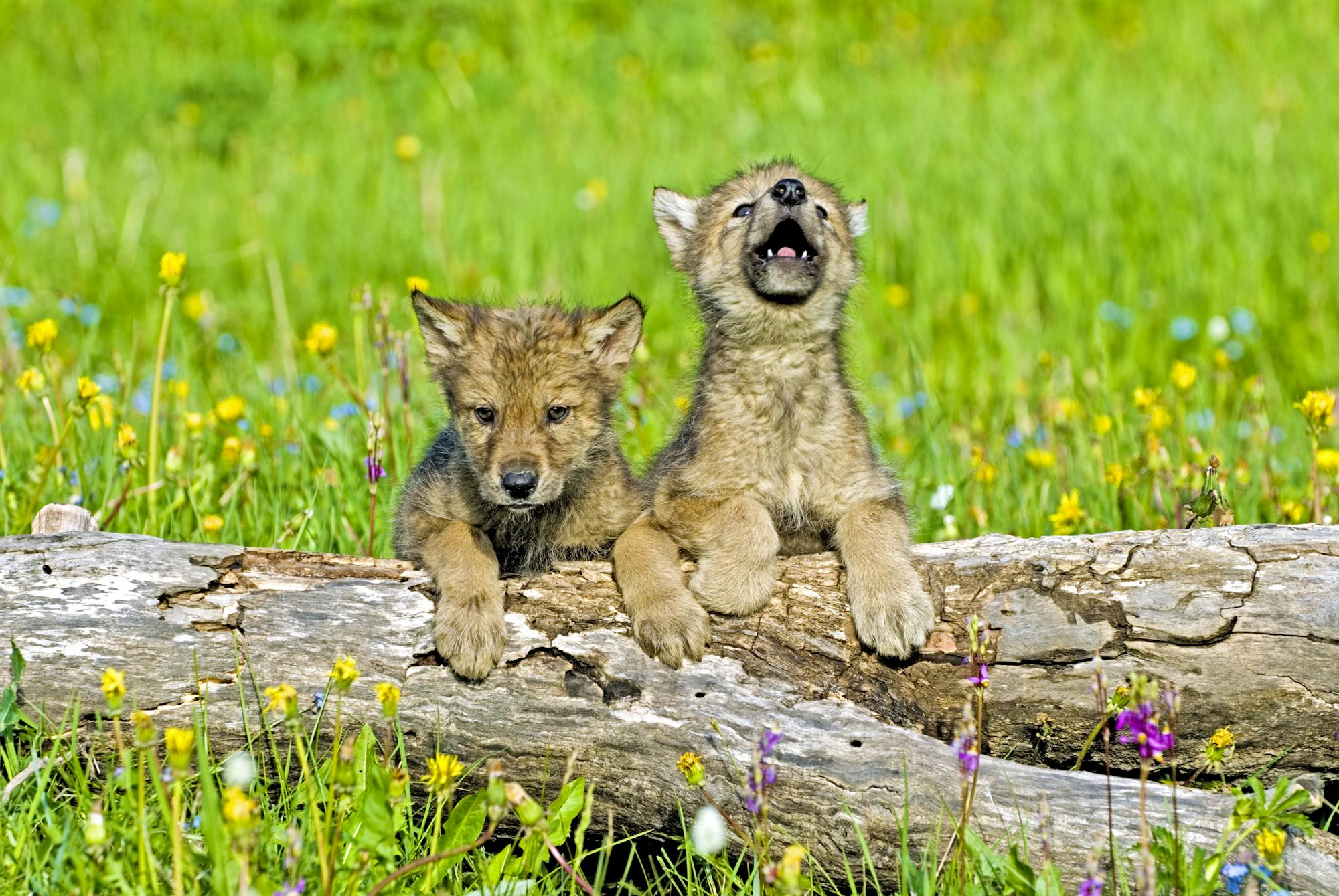 Gray wolf pups with flowers