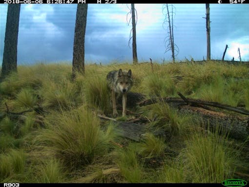 Mexican gray wolf on camera trap 