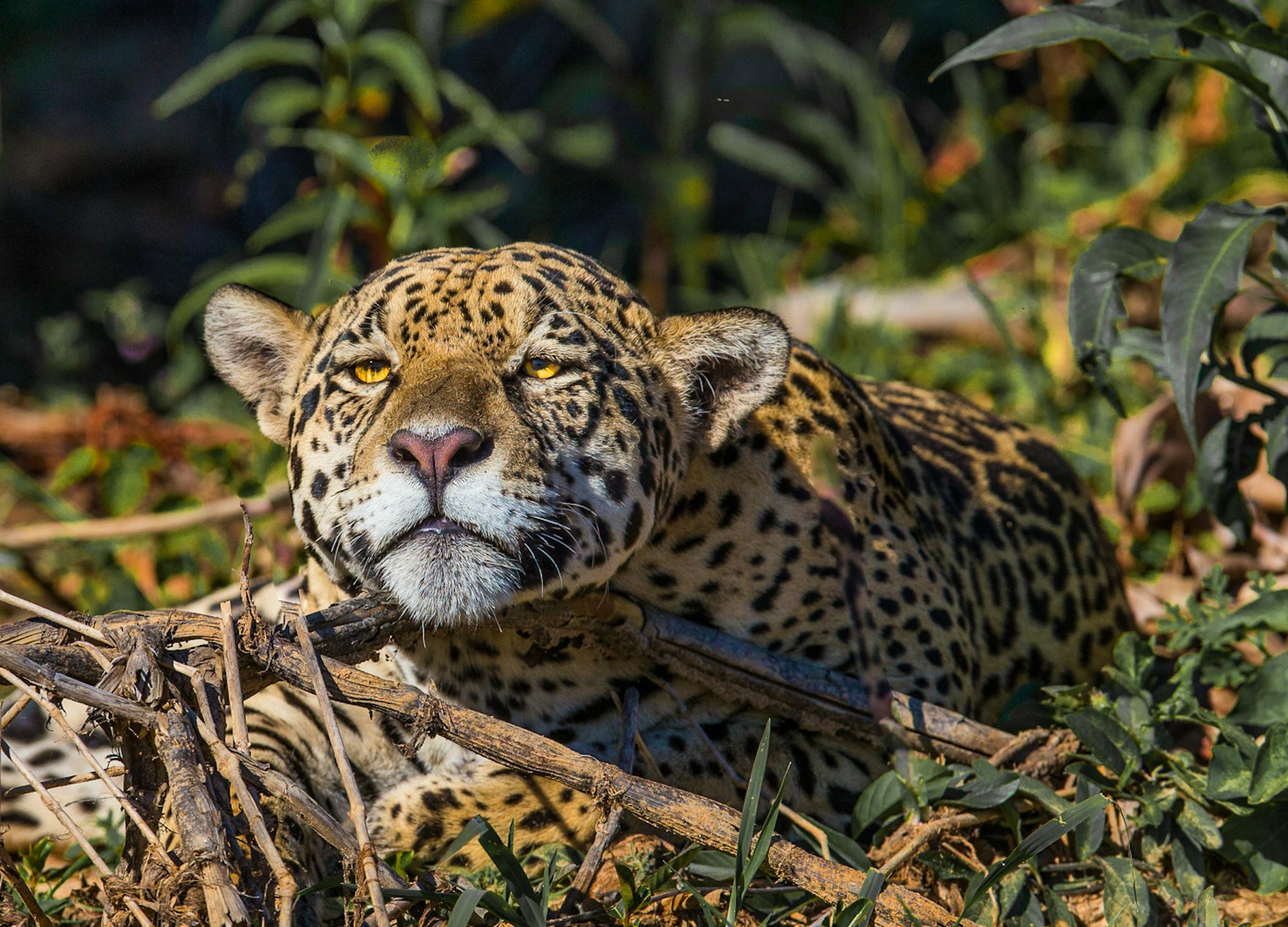 Jaguar resting on bank of river