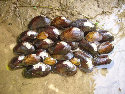 James spinymussel