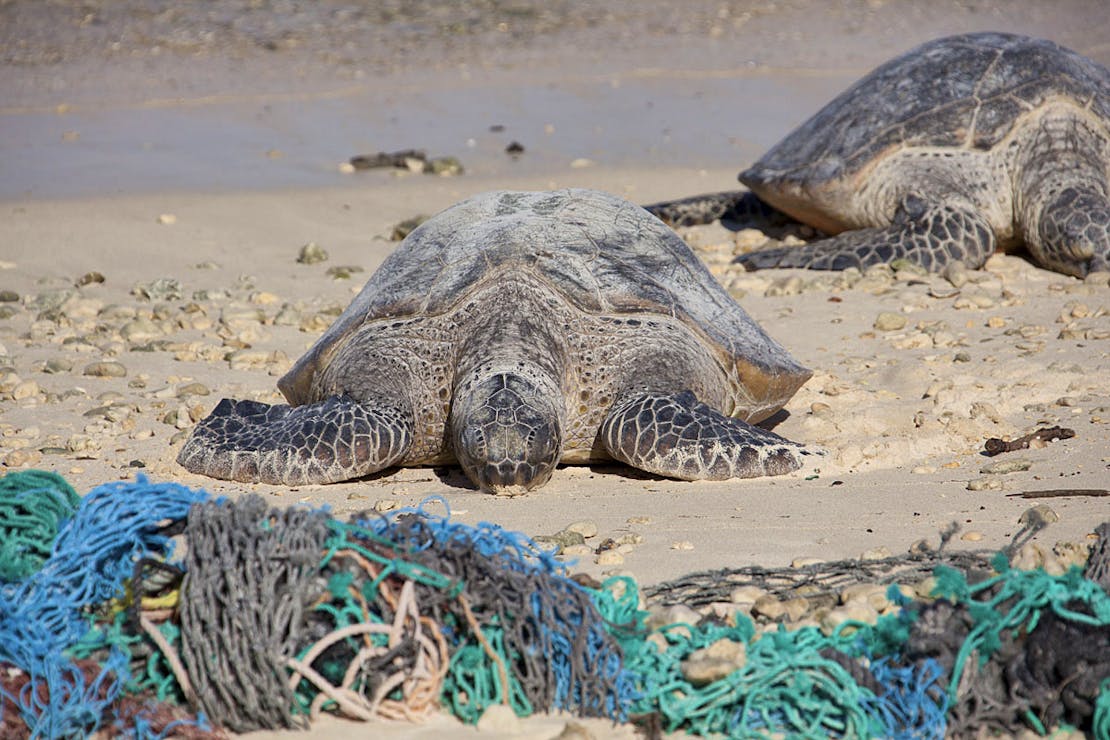 sea turtles on beach with debris nets 