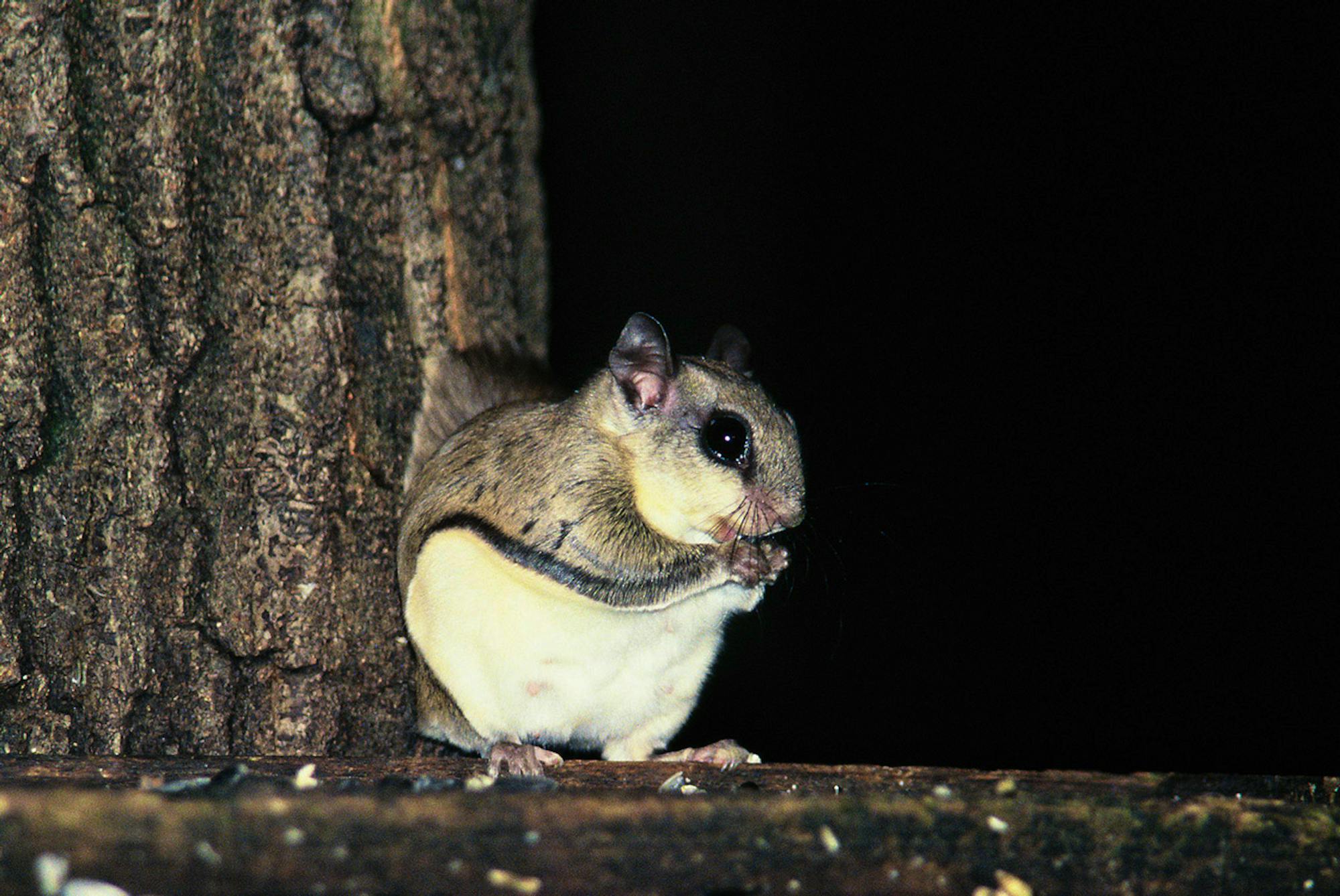 Flying Squirrel