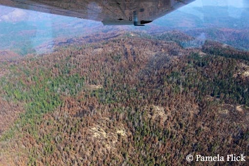 Flying high above the Sierra National Forest to observe the 2017 Railroad Fire, which burned in an area of high tree mortality from beetle damage in the central Sierra Nevada