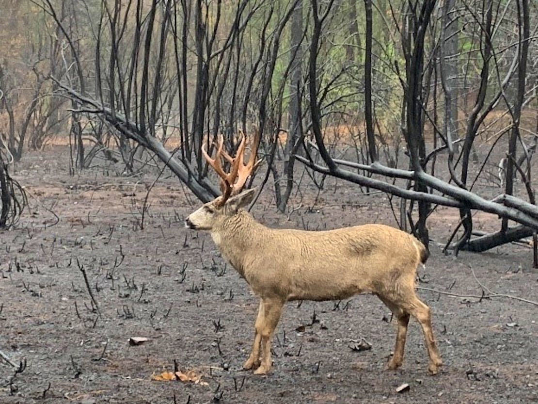 Deer in burned vegetation after Camp Fire wildfire Butte County, CA 2018