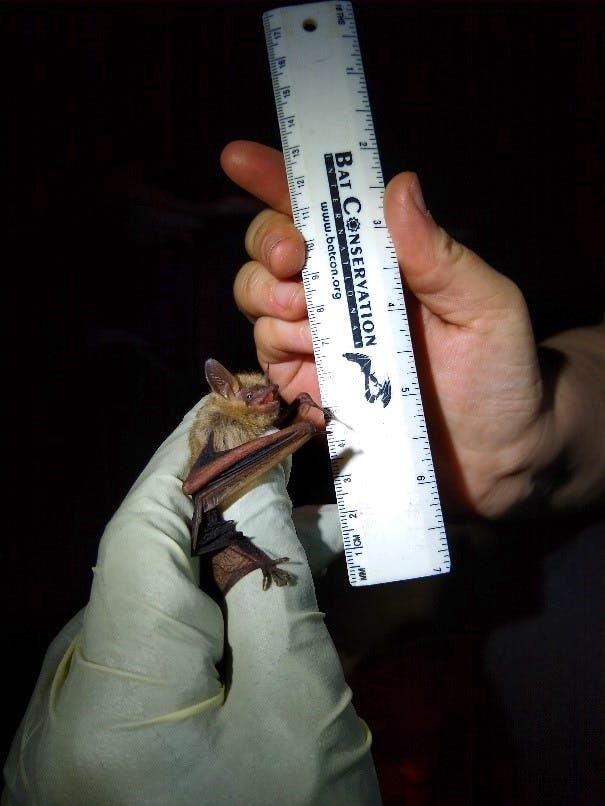 Measuring tricolored bat DC Bat Survey