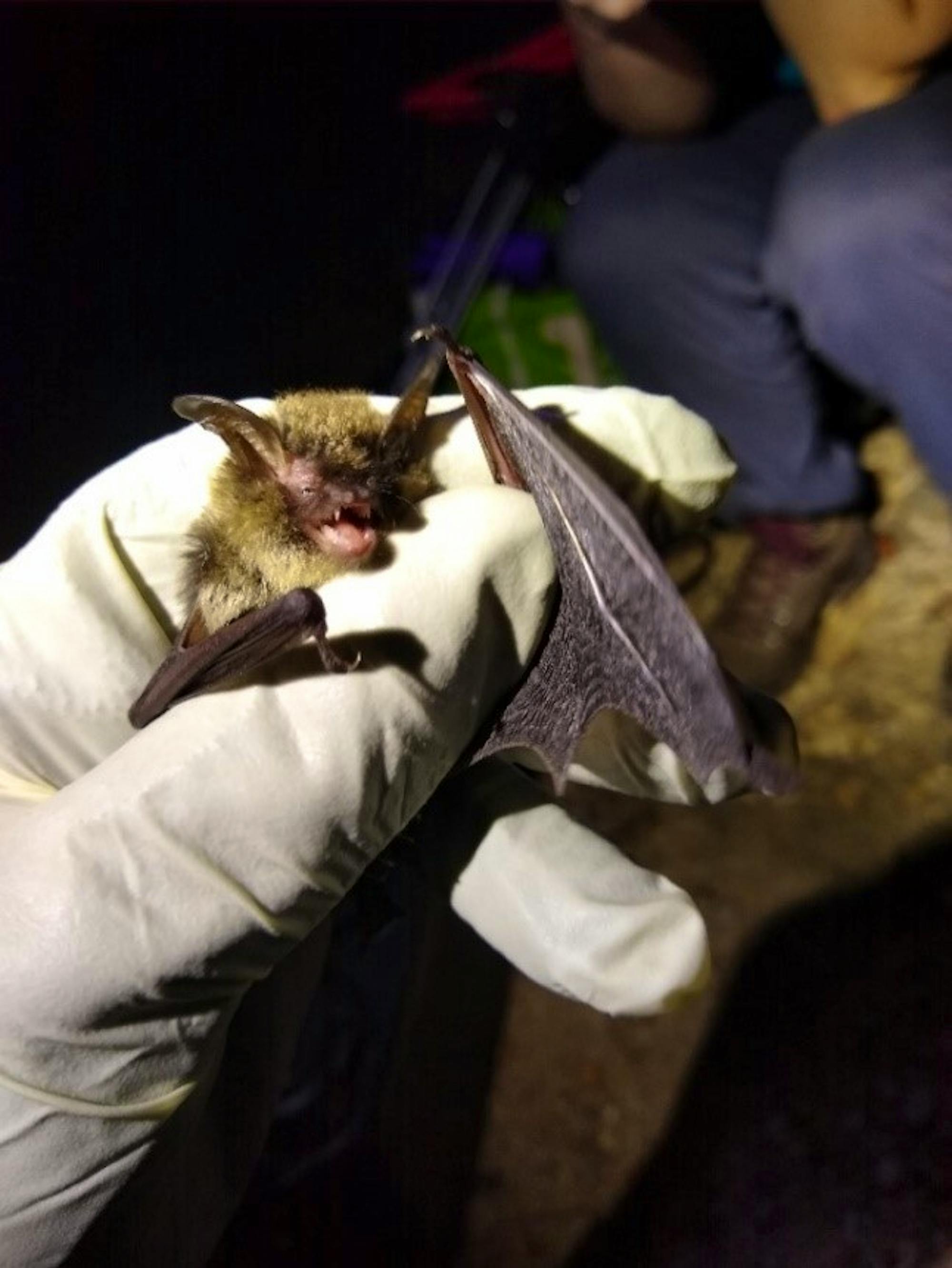 Northern Long-eared Bat DC Bat Survey