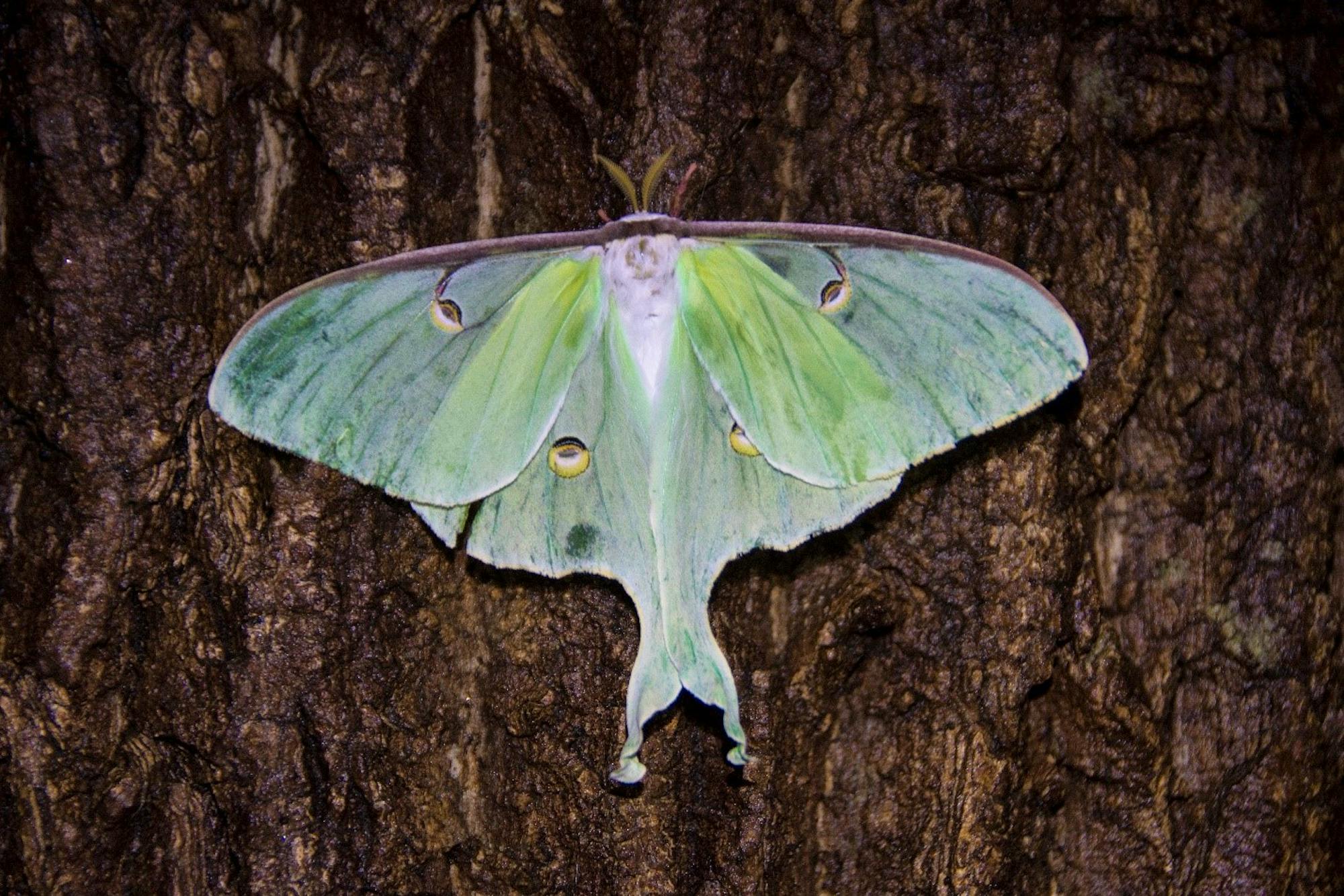 Luna Moth