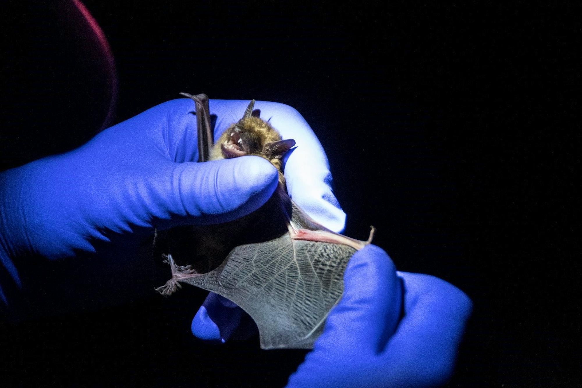 Big brown bat wing