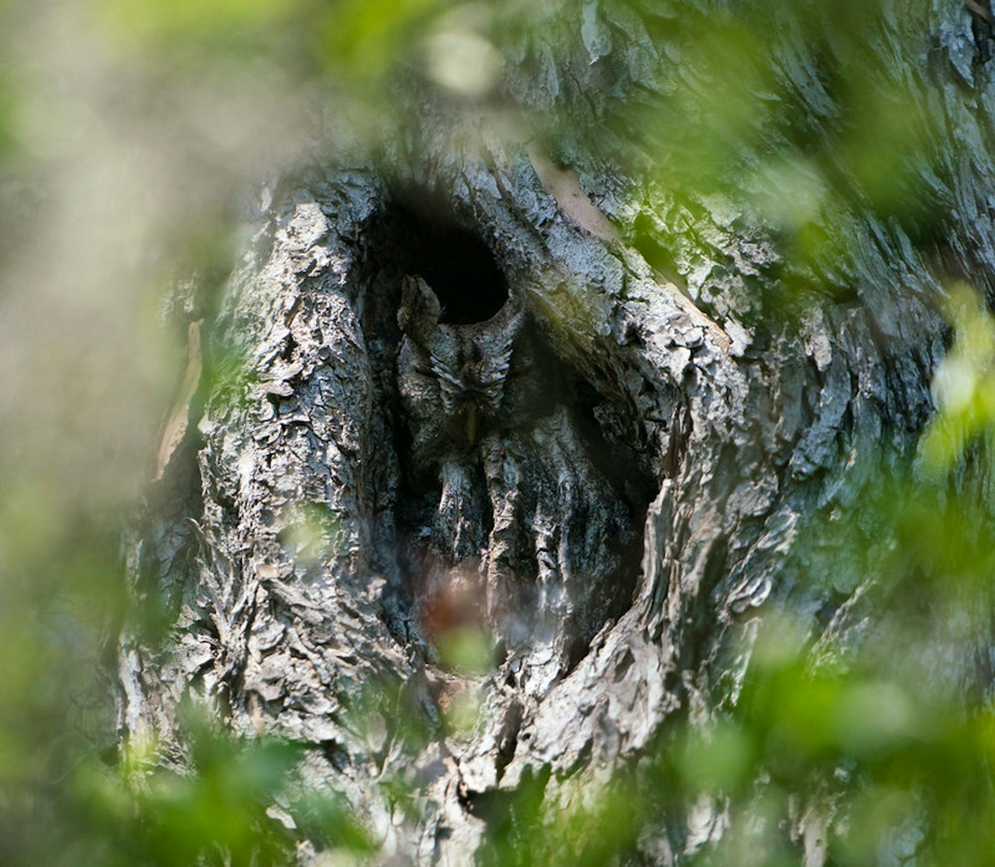 Screech owl Santa Ana NWR 