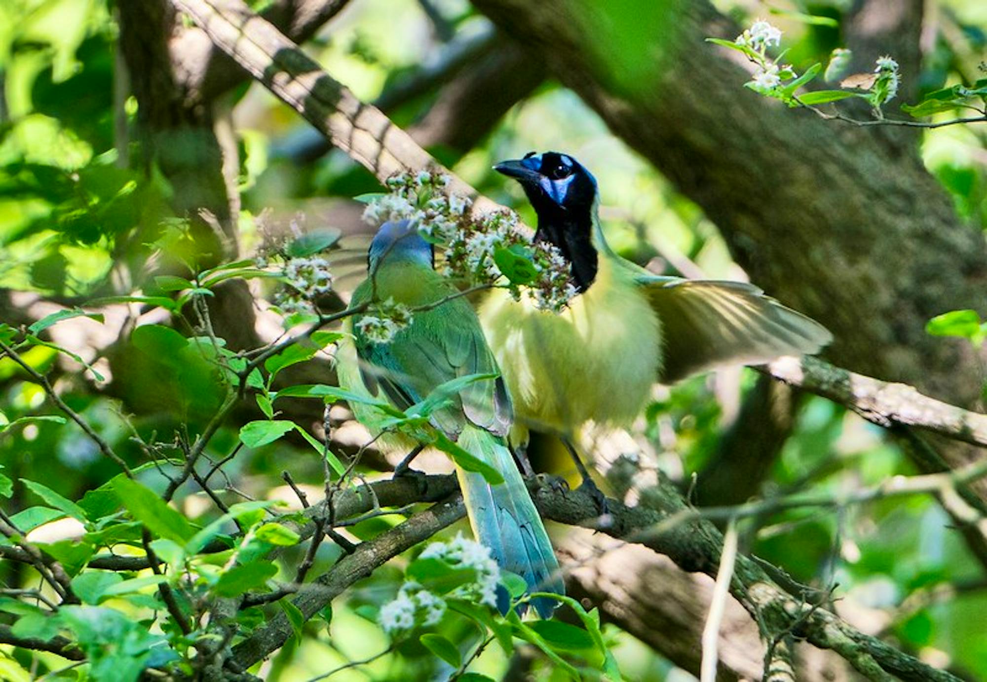 Green jays Santa Ana NWR