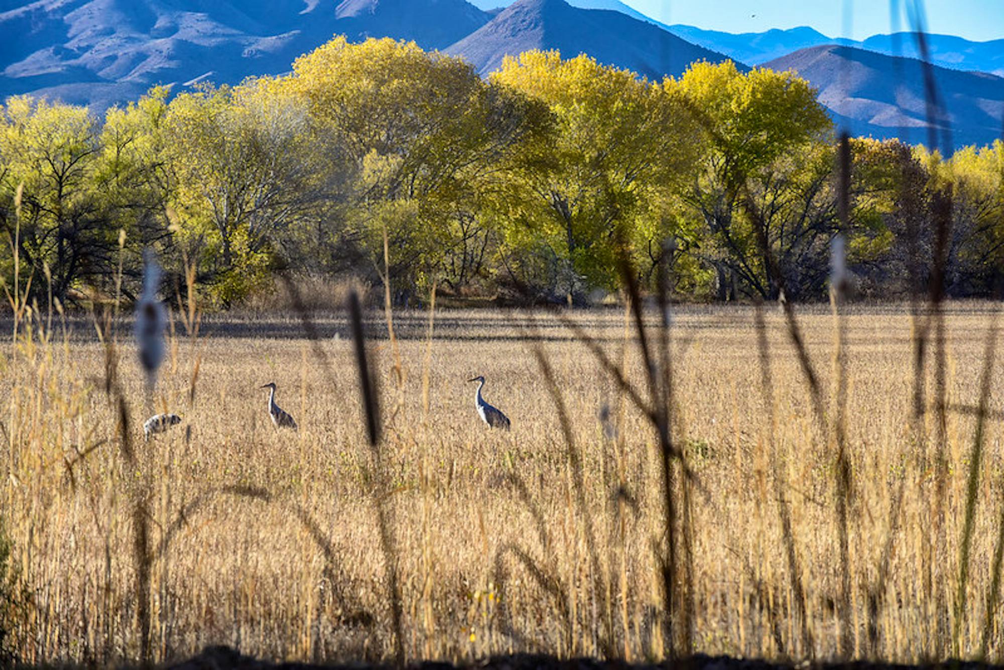 Sandhill Cranes in the field just South of Willow Deck Bosque del Apache NWR 