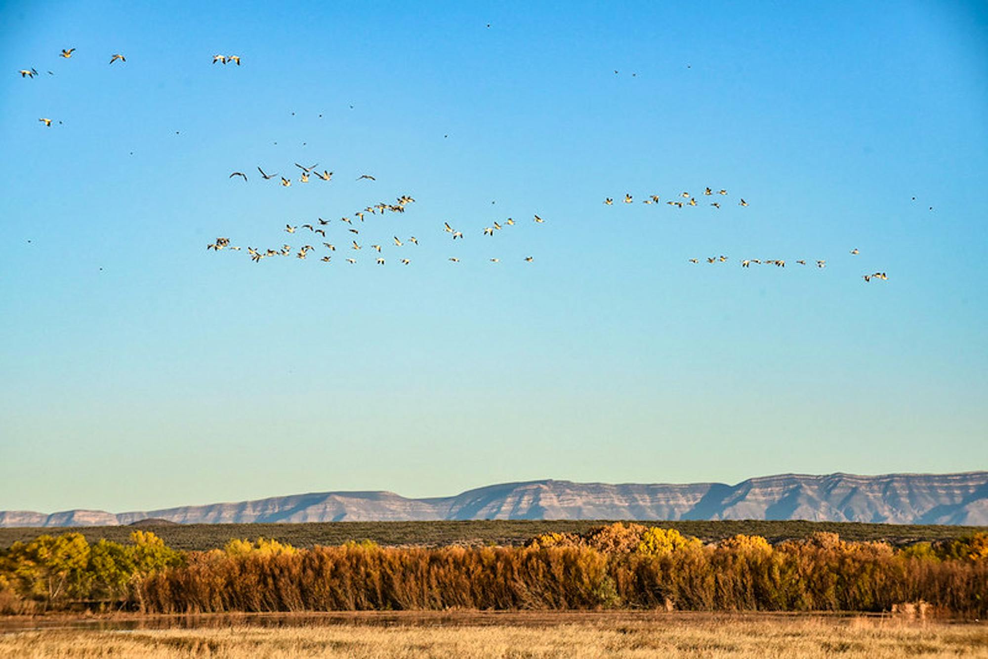 Snow geese fly over Bosque del Apache NWR