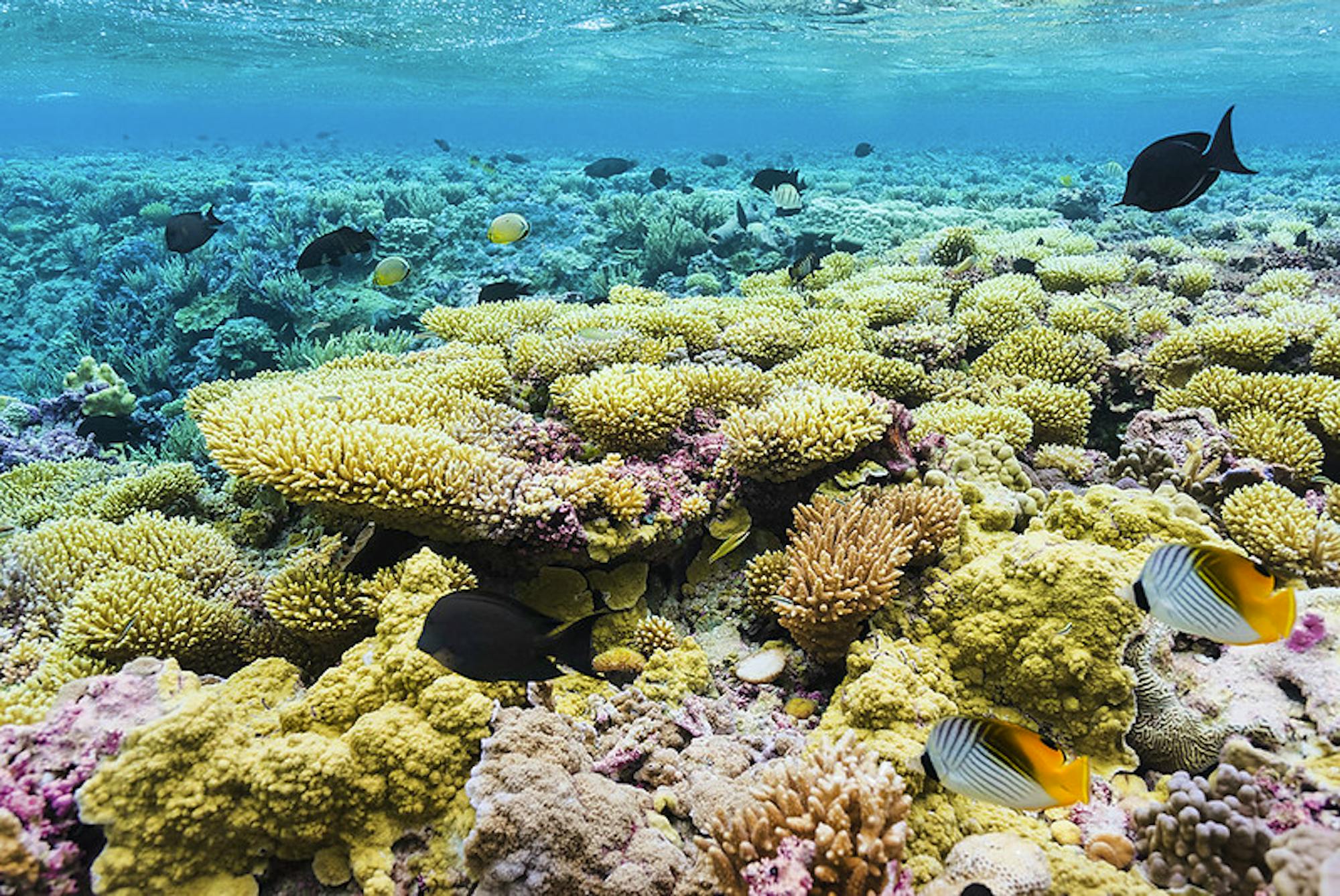 Corals at Barren Island, Palmyra Atoll