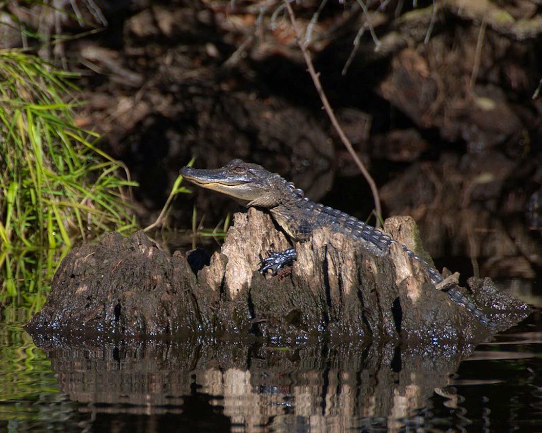 Alligator Okefenokee NWR